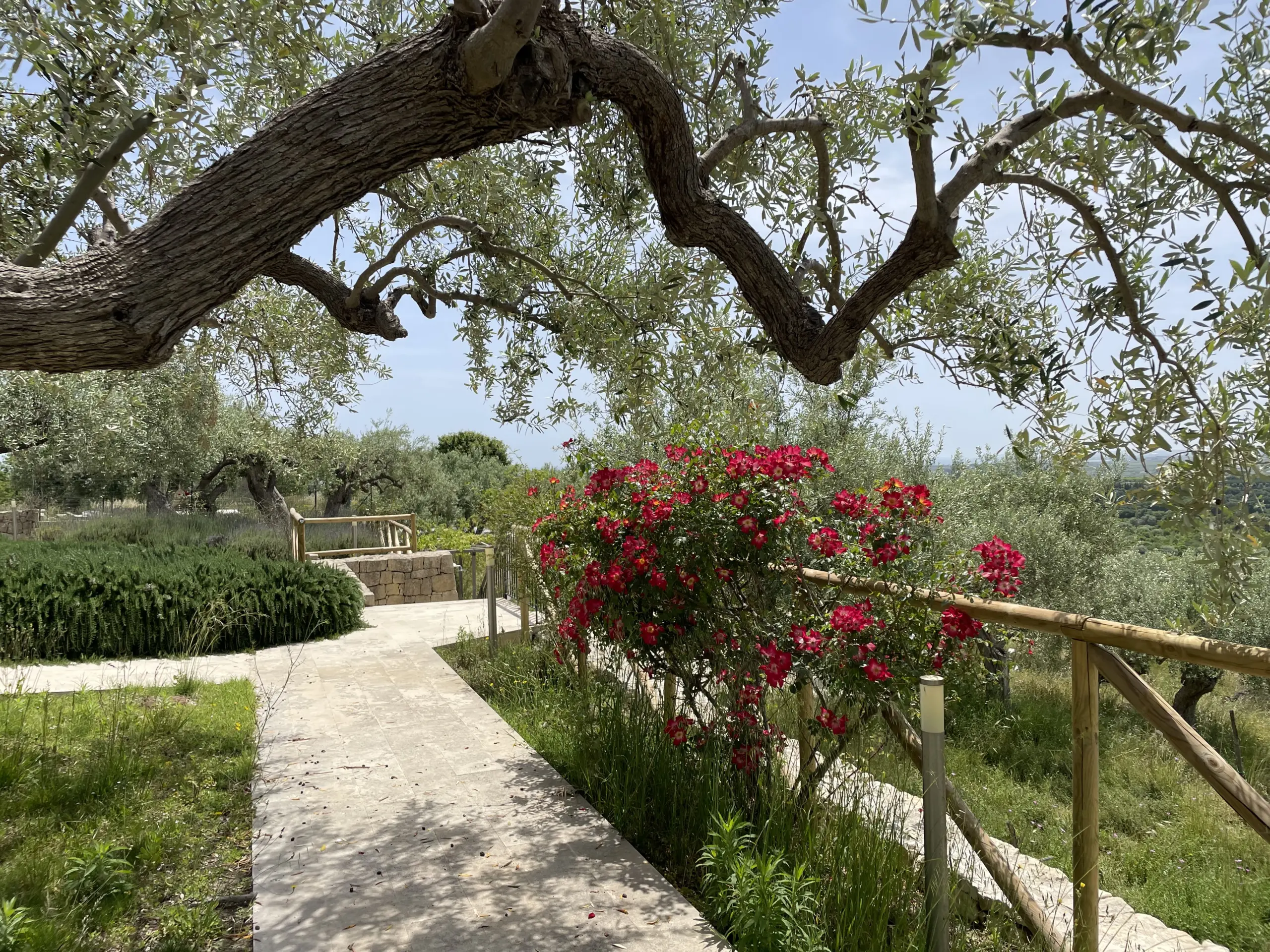 Sentiero nel giardino con ulivi e fiori