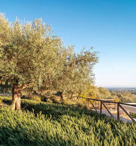 Ulivo in giardino con vista panoramica sulla campagna.