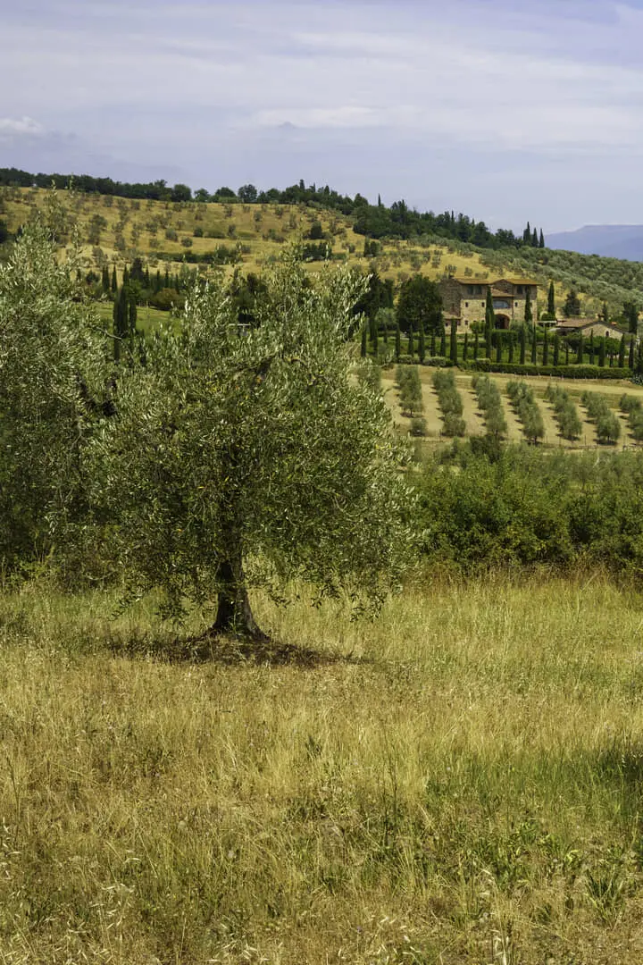 Villa tra ulivi secolari e campi dorati.