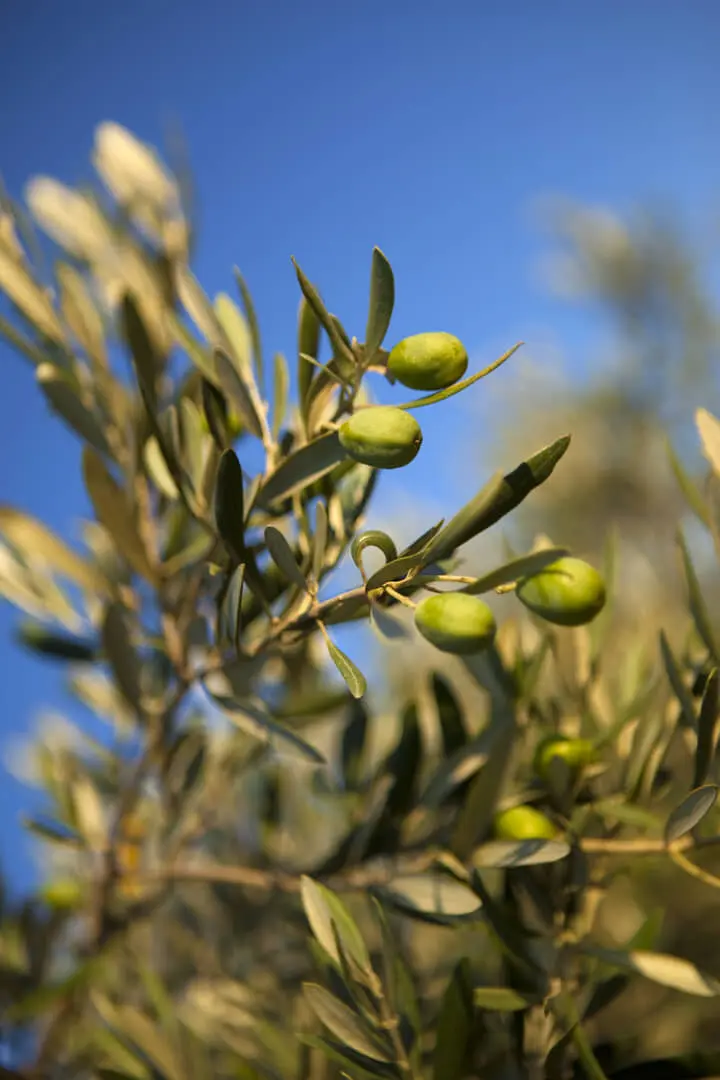 Rami d’ulivo al sole siciliano